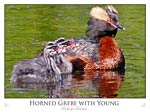 Horned Grebe with Young (Podiceps Auritus)