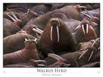 Walrus on Togiak National Wildlife Refuge