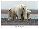 Polar Bear Female with Young (Ursus maritimus)