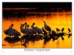 Wading Birds in Florida Sunset