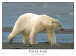 Polar bear walking (Ursus maritimus)
