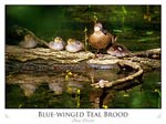Blue-winged Teal brood