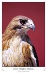 Red-Tailed Hawk (Buteo jamaicensis)