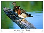 Wood duck pair (Aix sponsa)