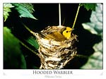 Hooded Warbler