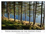 Fresh Morning by the Water's Edge