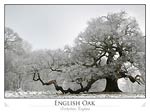 Snow Covered English Oak Tree