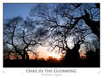 Oaks in the Gloaming