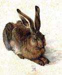 Rabbit Albrecht Durer