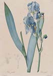 Dalmatian Iris (Iris pallida)