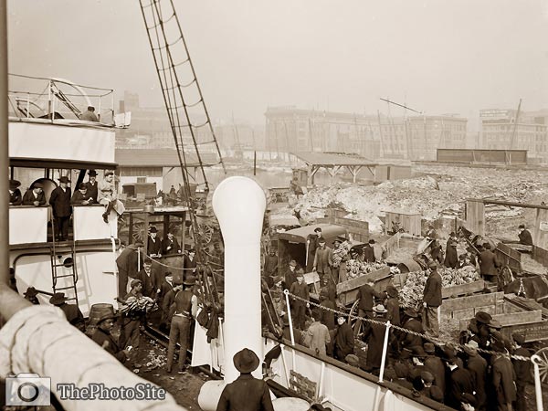 Banana steamboat, Baltimore, Maryland, 1905 - Click Image to Close