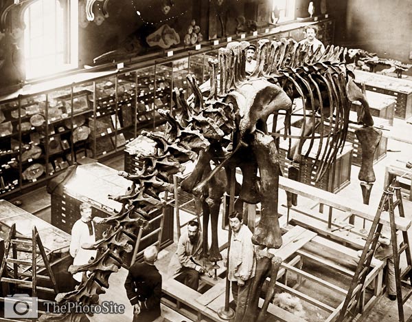 Paleontologists Carnegie Diplodocus, Paris Museum - Click Image to Close