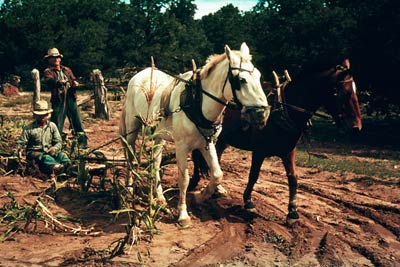 Horse and plough collecting corn, 1940