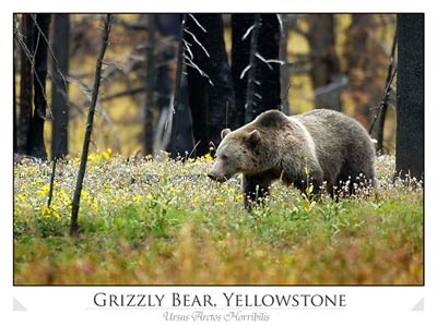 Grizzly Bear in Yellowstone National Park (Ursus Arctos Horribil