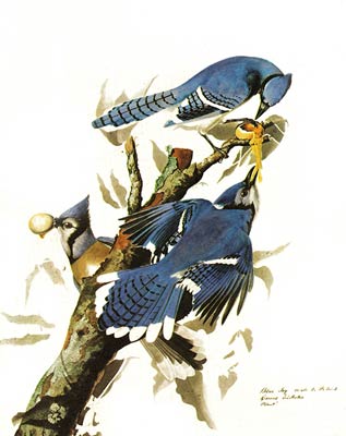 Blue Jays by John Audubon
