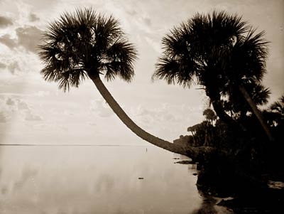 Palmettos near St. Sebastian Florida, Indian River