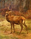 Stag in Autumn landscape